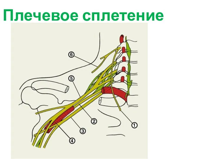 Плечевое сплетение