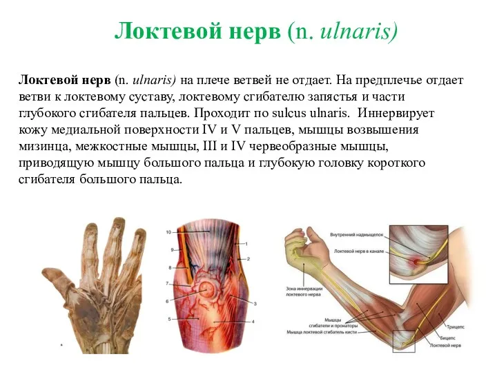 Локтевой нерв (n. ulnaris) на плече ветвей не отдает. На