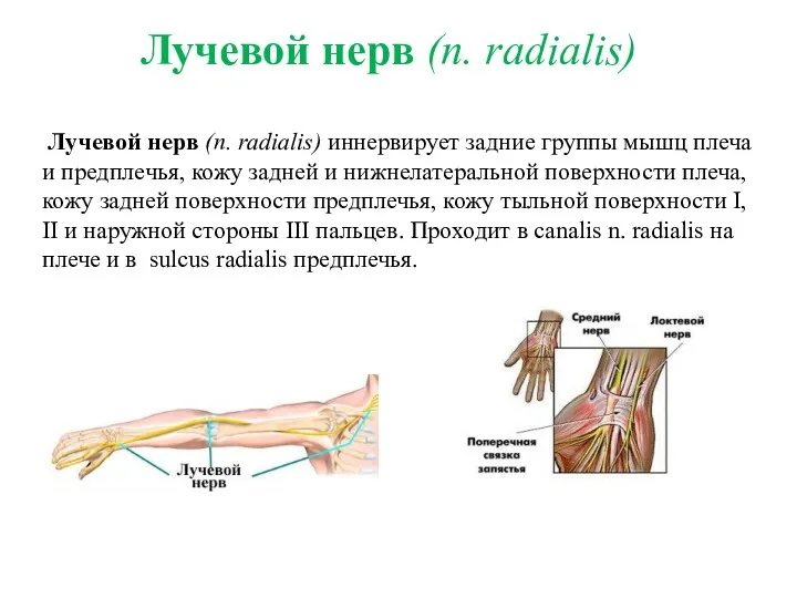 Лучевой нерв (n. radialis) иннервирует задние группы мышц плеча и