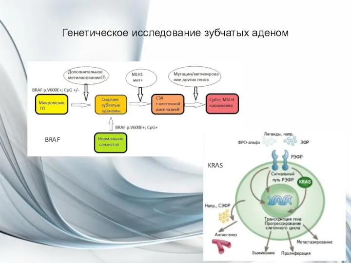 Генетическое исследование зубчатых аденом KRAS BRAF