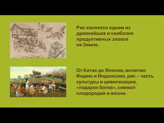 Рис является одним из древнейших и наиболее продуктивных злаков на Земле. От Китая