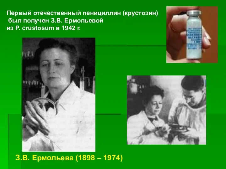 Первый отечественный пенициллин (крустозин) был получен З.В. Ермольевой из P.