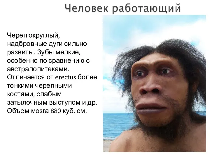 Череп округлый, надбровные дуги сильно развиты. Зубы мелкие, особенно по