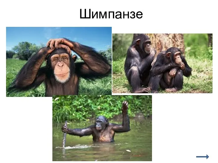 Шимпанзе