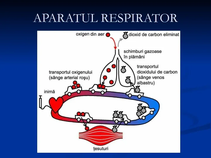 APARATUL RESPIRATOR