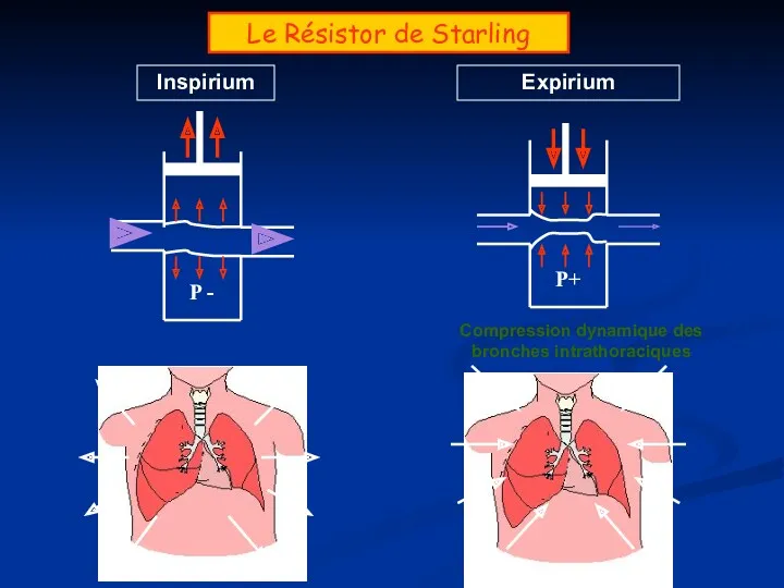 Le Résistor de Starling Compression dynamique des bronches intrathoraciques Inspirium Expirium