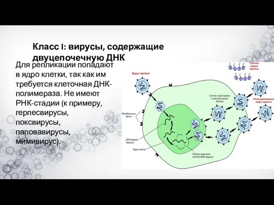 Класс I: вирусы, содержащие двуцепочечную ДНК Для репликации попадают в