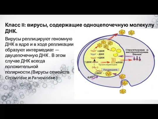 Класс II: вирусы, содержащие одноцепочечную молекулу ДНК. Вирусы реплицируют геномную