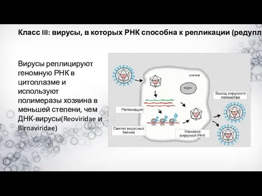 Класс III: вирусы, в которых РНК способна к репликации (редупликации)