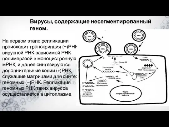 На первом этапе репликации происходит транскрипция (−)РНК вирусной РНК-зависимой РНК-полимеразой