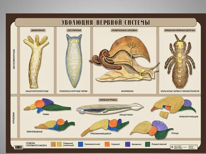 Эволюция нервной системы