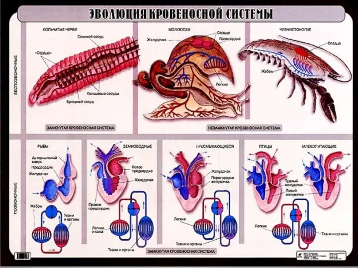 Эволюция кровеносной системы