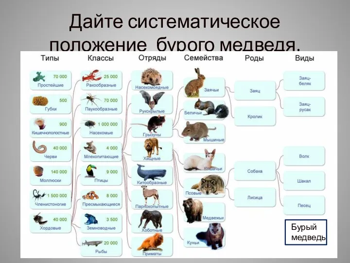 Дайте систематическое положение бурого медведя. Бурый медведь