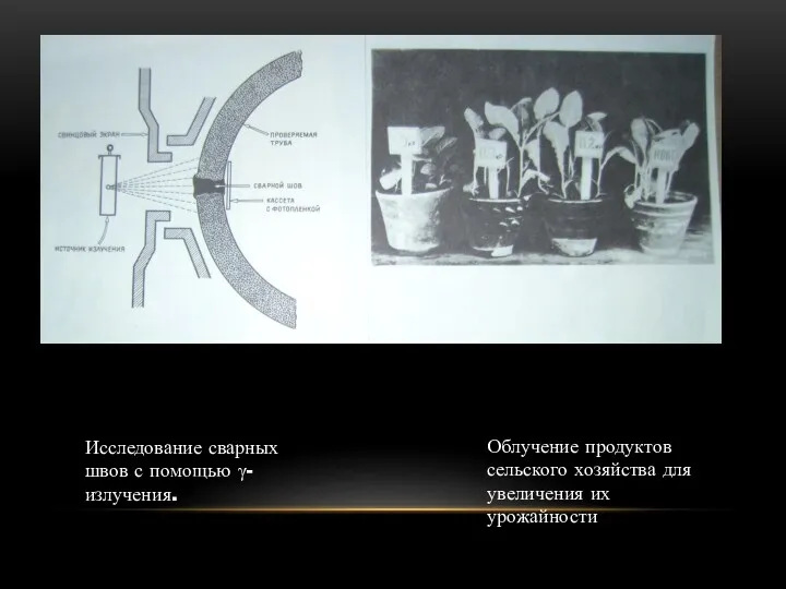 Исследование сварных швов с помощью γ-излучения. Облучение продуктов сельского хозяйства для увеличения их урожайности