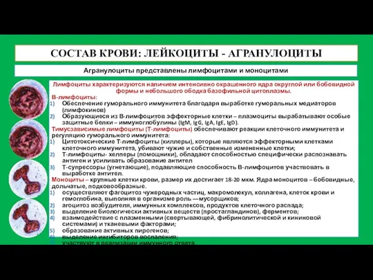 СОСТАВ КРОВИ: ЛЕЙКОЦИТЫ - АГРАНУЛОЦИТЫ Агранулоциты представлены лимфоцитами и моноцитами