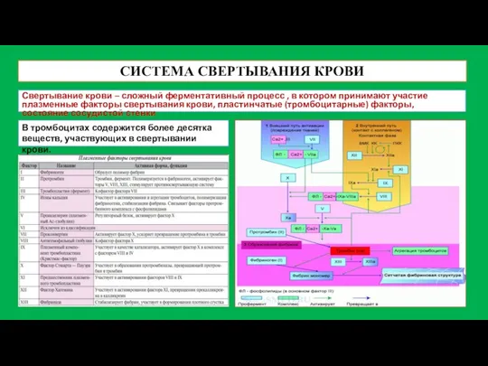 СИСТЕМА СВЕРТЫВАНИЯ КРОВИ Свертывание крови – сложный ферментативный процесс ,