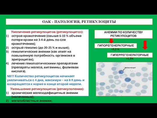 ОАК - ПАТОЛОГИЯ, РЕТИКУЛОЦИТЫ Увеличение ретикулоцитов (ретикулоцитоз): острое кровотечение (свыше