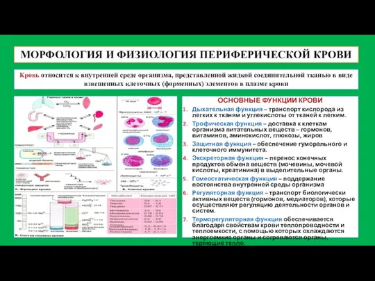 МОРФОЛОГИЯ И ФИЗИОЛОГИЯ ПЕРИФЕРИЧЕСКОЙ КРОВИ Кровь относится к внутренней среде