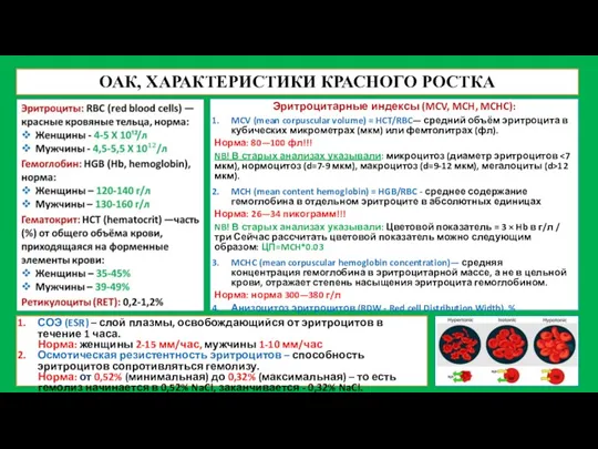 ОАК, ХАРАКТЕРИСТИКИ КРАСНОГО РОСТКА Эритроцитарные индексы (MCV, MCH, MCHC): MCV