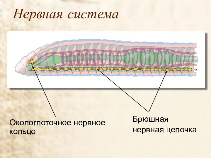 Нервная система Окологлоточное нервное кольцо Брюшная нервная цепочка