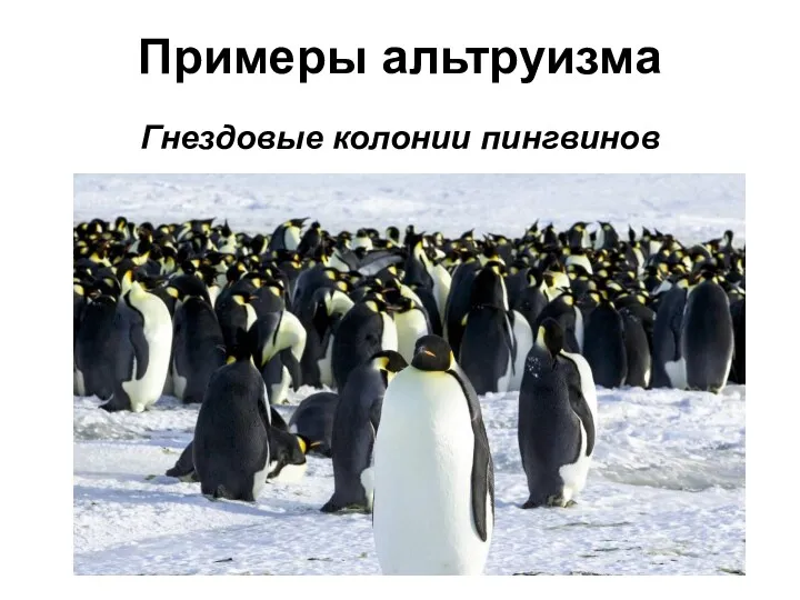 Примеры альтруизма Гнездовые колонии пингвинов