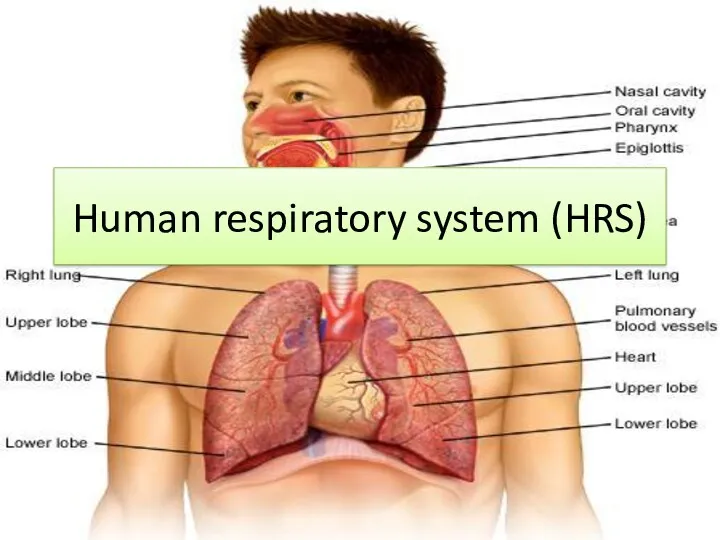 Human respiratory system (HRS)