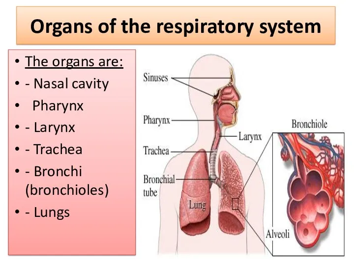 Organs of the respiratory system The organs are: - Nasal