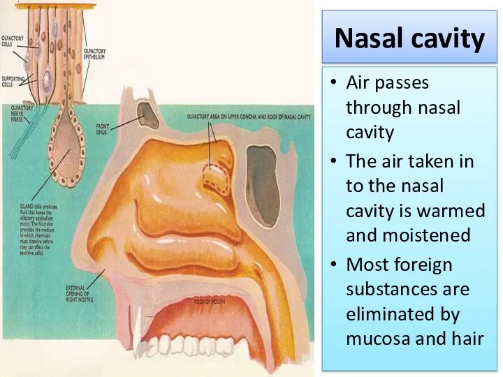 Nasal cavity Air passes through nasal cavity The air taken