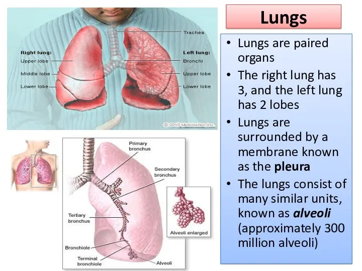 Lungs Lungs are paired organs The right lung has 3,