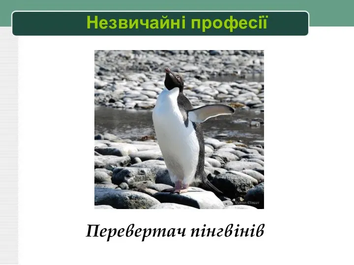 Перевертач пінгвінів Незвичайні професії