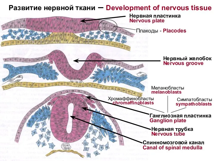 Нервная пластинка Nervous plate Спинномозговой канал Canal of spinal medulla