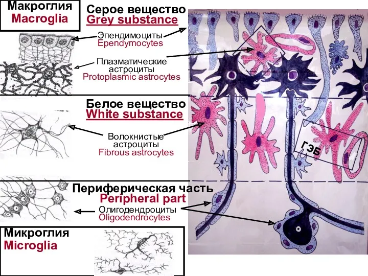 Микроглия Microglia Серое вещество Grey substance Белое вещество White substance