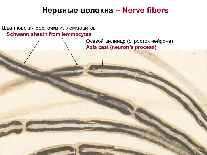 Нервные волокна – Nerve fibers Осевой цилиндр (отросток нейрона) Axis