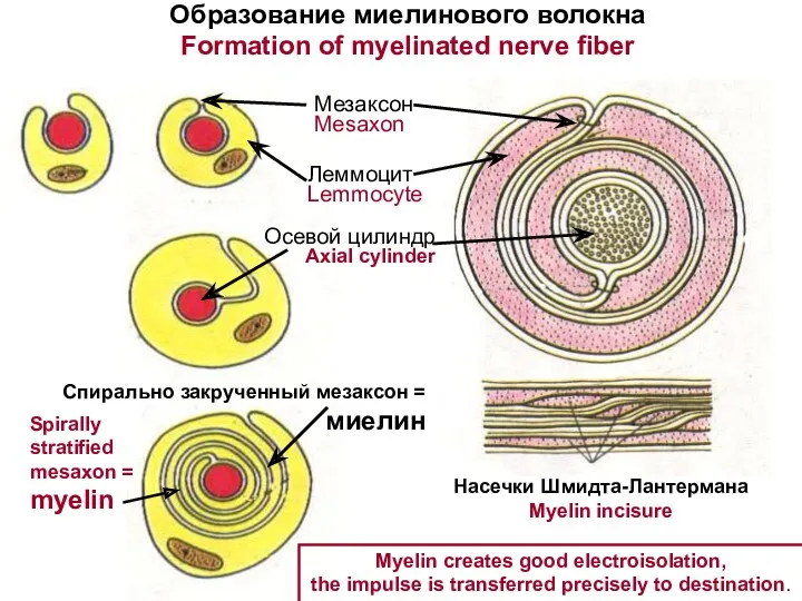 Образование миелинового волокна Formation of myelinated nerve fiber Леммоцит Lemmocyte