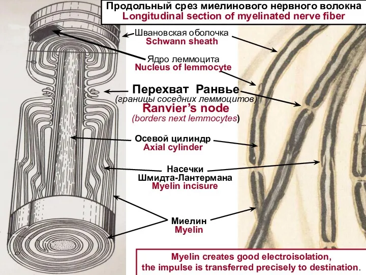 Миелин Myelin Осевой цилиндр Axial cylinder Насечки Шмидта-Лантермана Myelin incisure