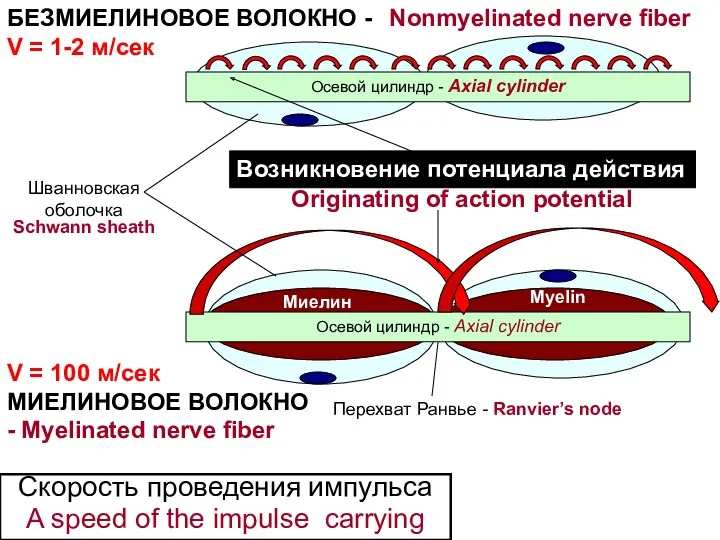 Скорость проведения импульса A speed of the impulse carrying Осевой