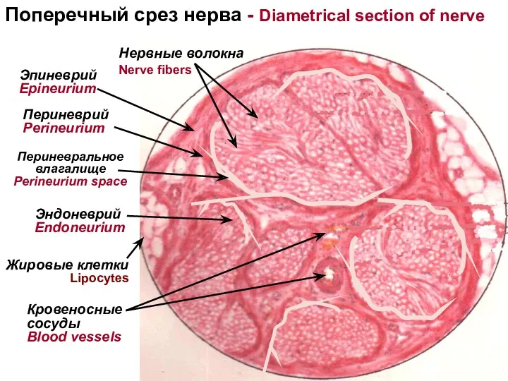 Эндоневрий Endoneurium Периневрий Perineurium Эпиневрий Epineurium Кровеносные сосуды Blood vessels