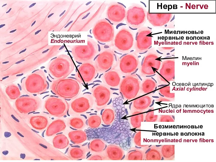 Миелиновые нервные волокна Myelinated nerve fibers Безмиелиновые нервные волокна Nonmyelinated