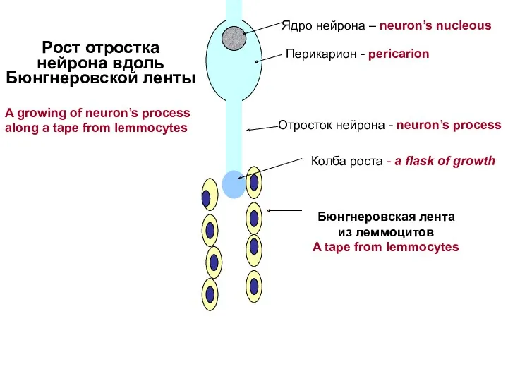 Бюнгнеровская лента из леммоцитов A tape from lemmocytes Отросток нейрона