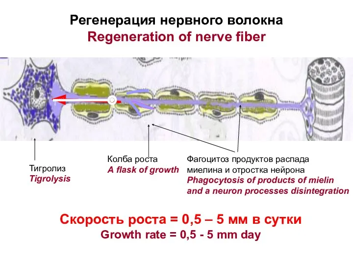 Регенерация нервного волокна Regeneration of nerve fiber Колба роста A