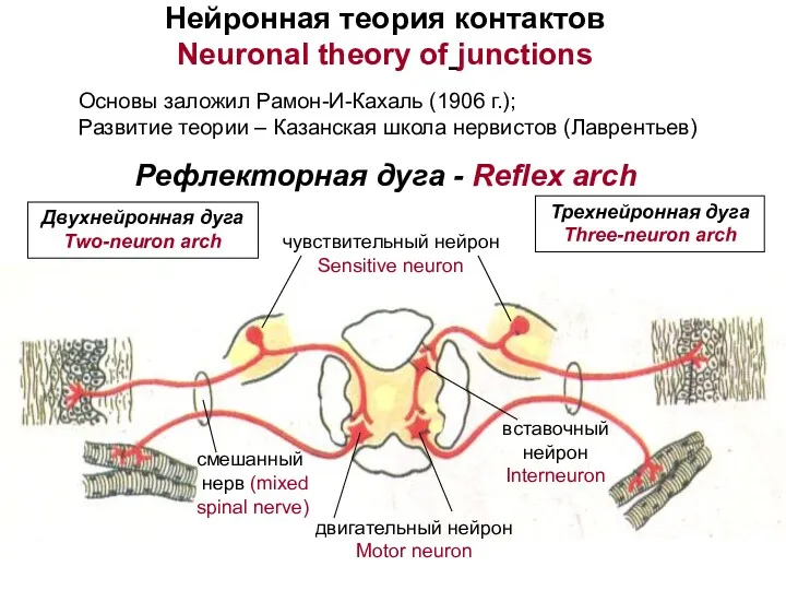 Основы заложил Рамон-И-Кахаль (1906 г.); Развитие теории – Казанская школа