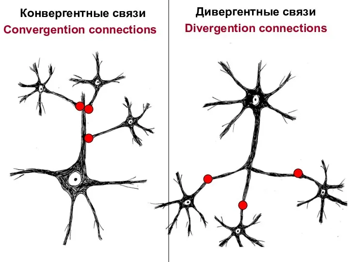 Конвергентные связи Convergention connections Дивергентные связи Divergention connections