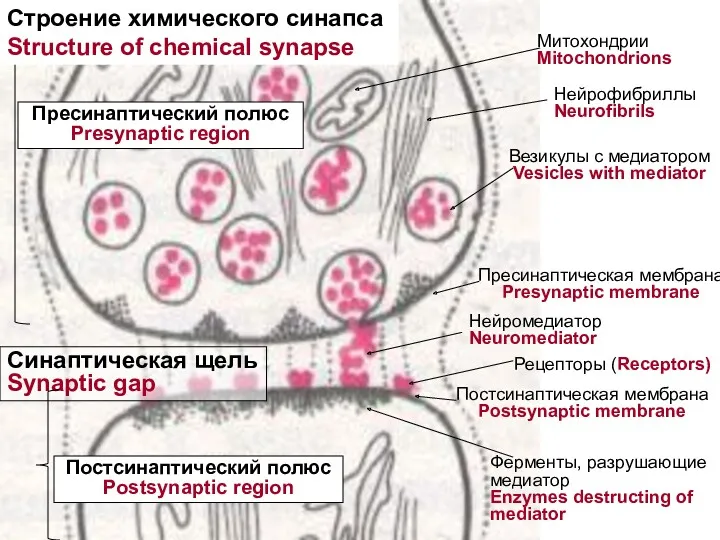 Пресинаптический полюс Presynaptic region Митохондрии Mitochondrions Нейрофибриллы Neurofibrils Везикулы с