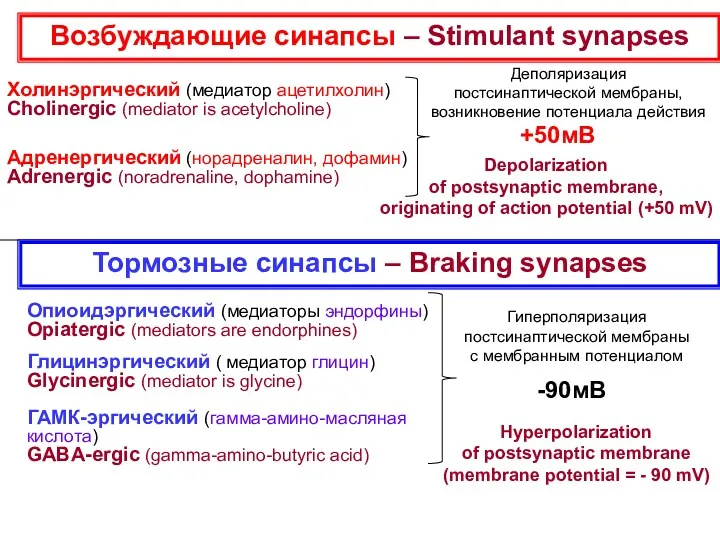 Холинэргический (медиатор ацетилхолин) Cholinergic (mediator is acetylcholine) Адренергический (норадреналин, дофамин)