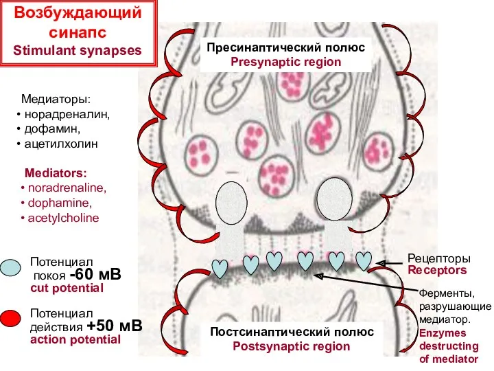 Потенциал действия +50 мВ action potential Потенциал покоя -60 мВ