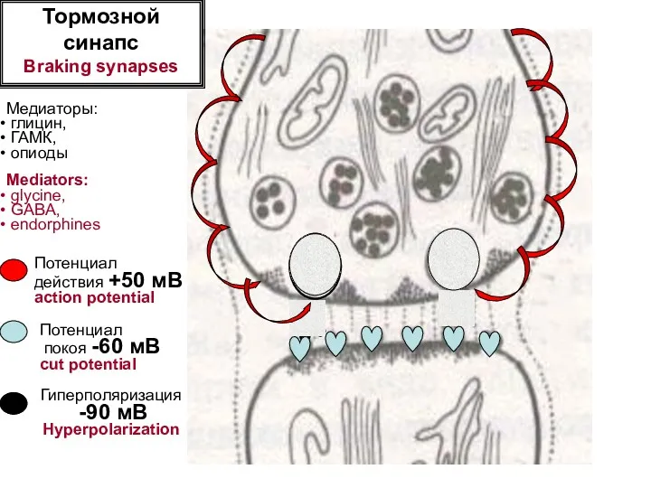 Тормозной синапс Braking synapses Гиперполяризация -90 мВ Hyperpolarization Медиаторы: глицин,