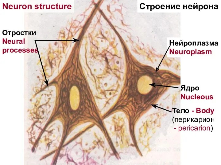 Отростки Neural processes Тело - Body (перикарион - pericarion) Ядро