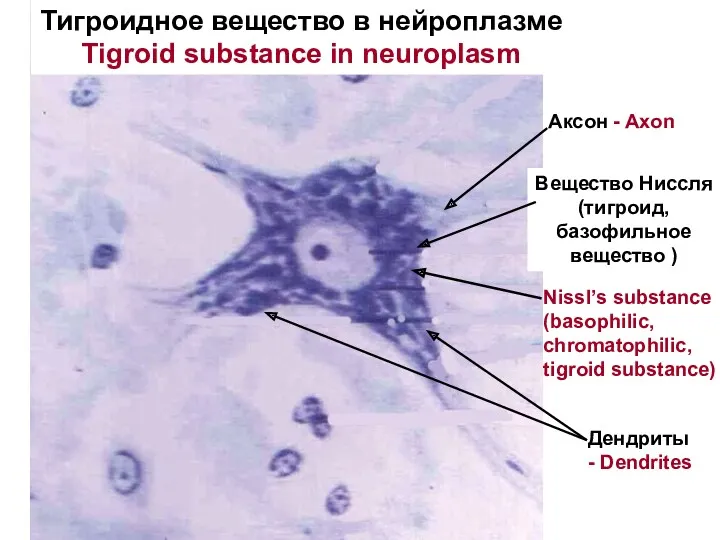 Вещество Ниссля (тигроид, базофильное вещество ) Аксон - Axon Дендриты