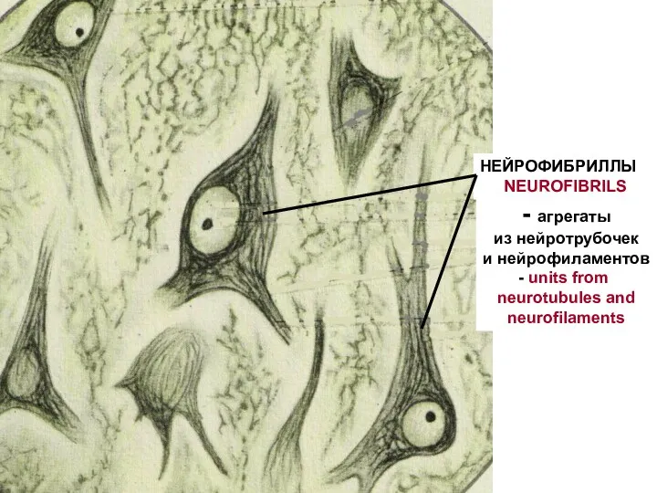 НЕЙРОФИБРИЛЛЫ NEUROFIBRILS - агрегаты из нейротрубочек и нейрофиламентов units from neurotubules and neurofilaments