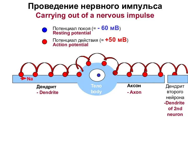 Проведение нервного импульса Carrying out of a nervous impulse Тело